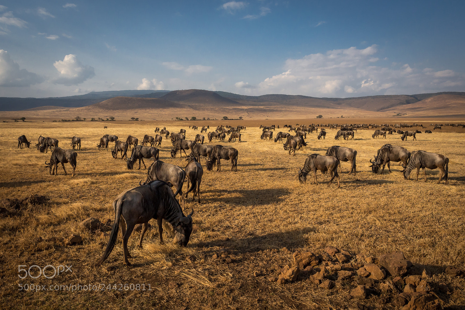 Olympus OM-D E-M5 sample photo. Wildlife in ngorongoro photography