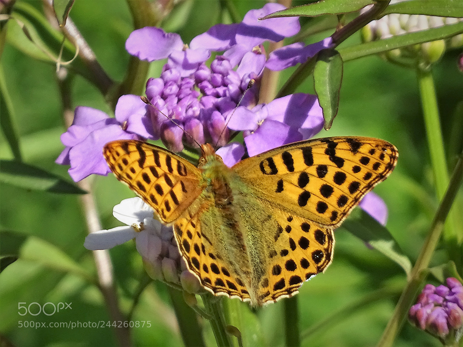 Sony Cyber-shot DSC-HX400V sample photo. Queen of spain fritillary photography