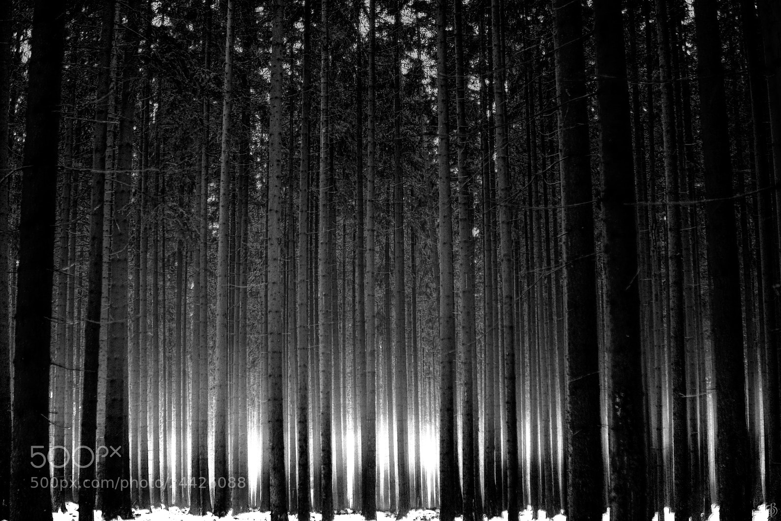 Canon EOS 750D (EOS Rebel T6i / EOS Kiss X8i) sample photo. Moody forest ii photography