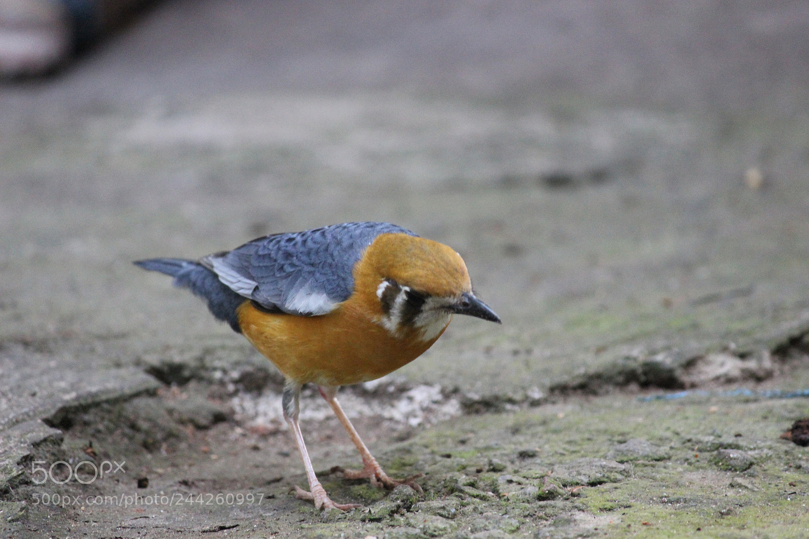 Canon EF-S 55-250mm F4-5.6 IS II sample photo. Orange headed rock thrush photography