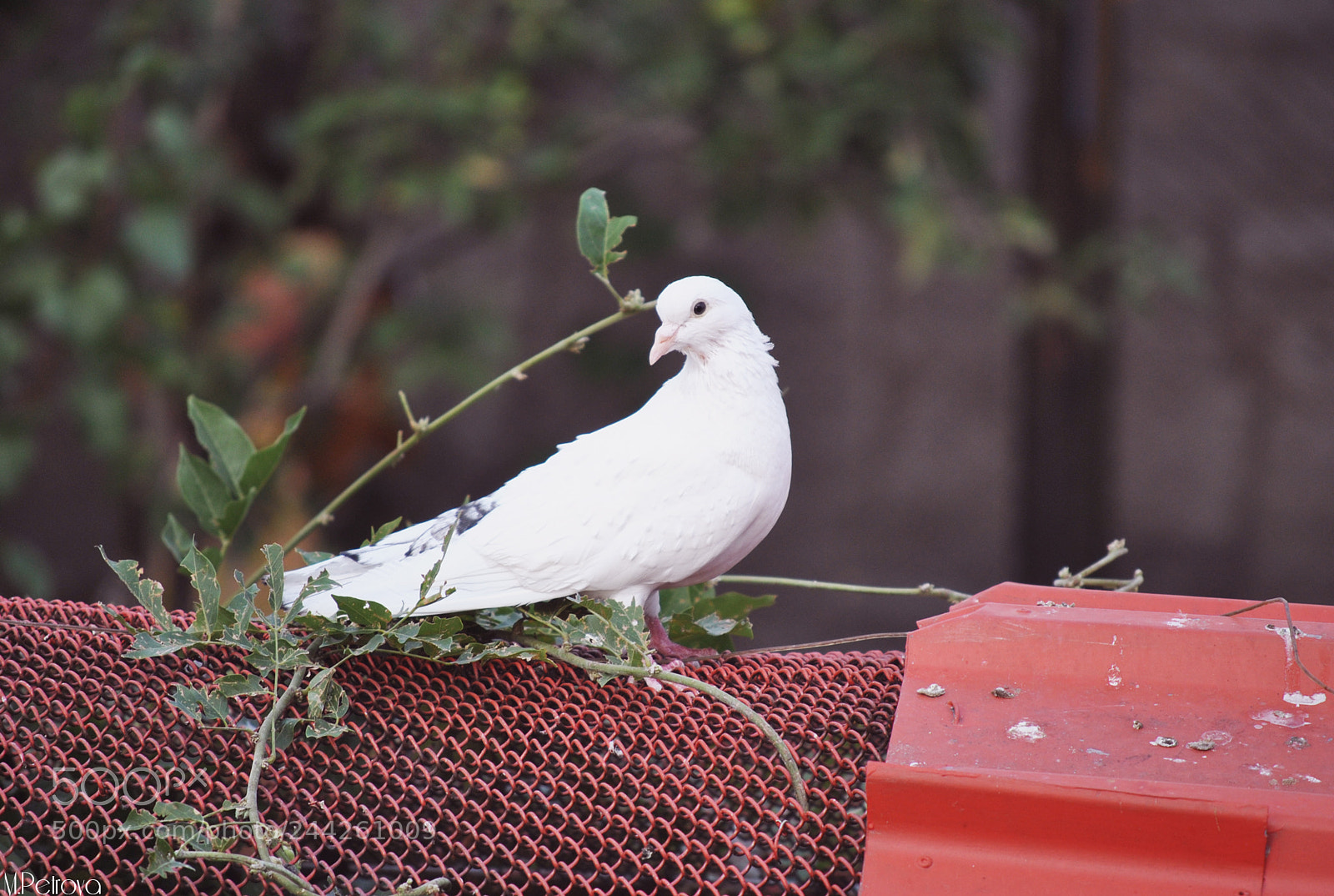 Nikon D3000 sample photo. Bird of peace photography