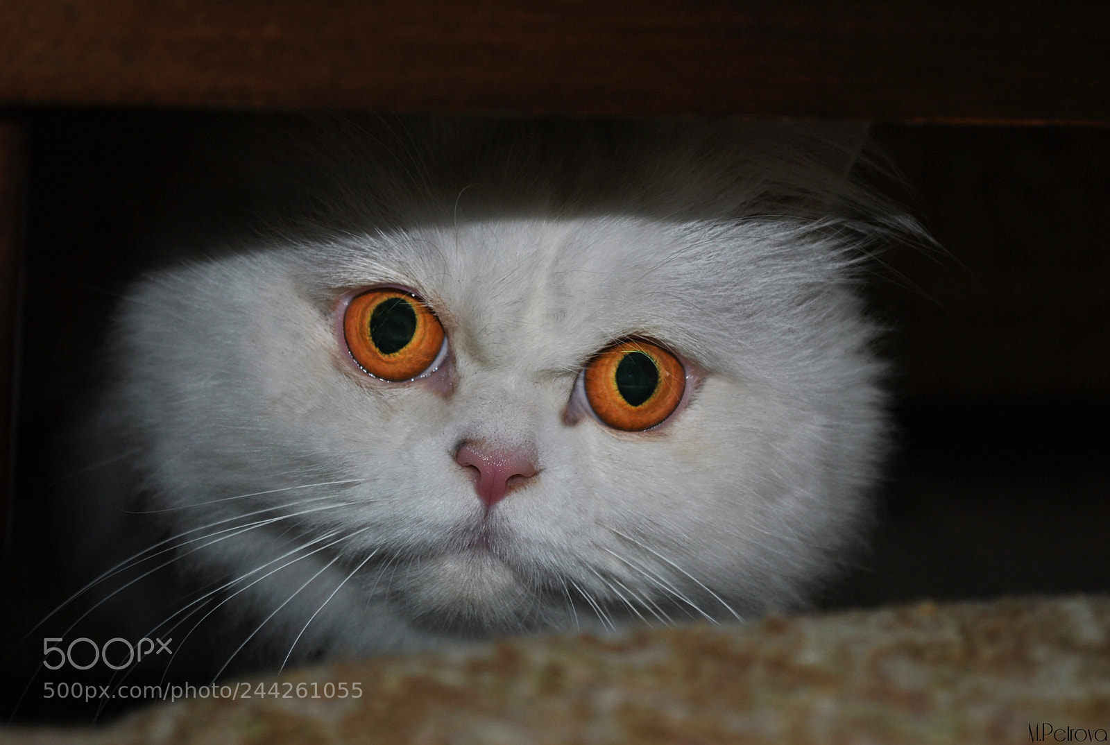 Nikon D3000 sample photo. Pumpkin eyes photography
