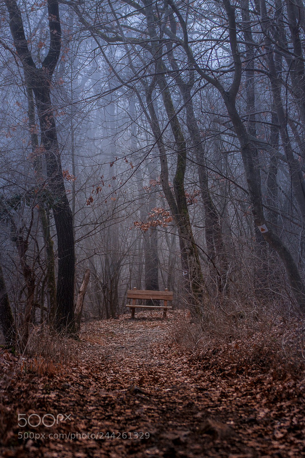 Canon EOS 50D sample photo. A pad photography