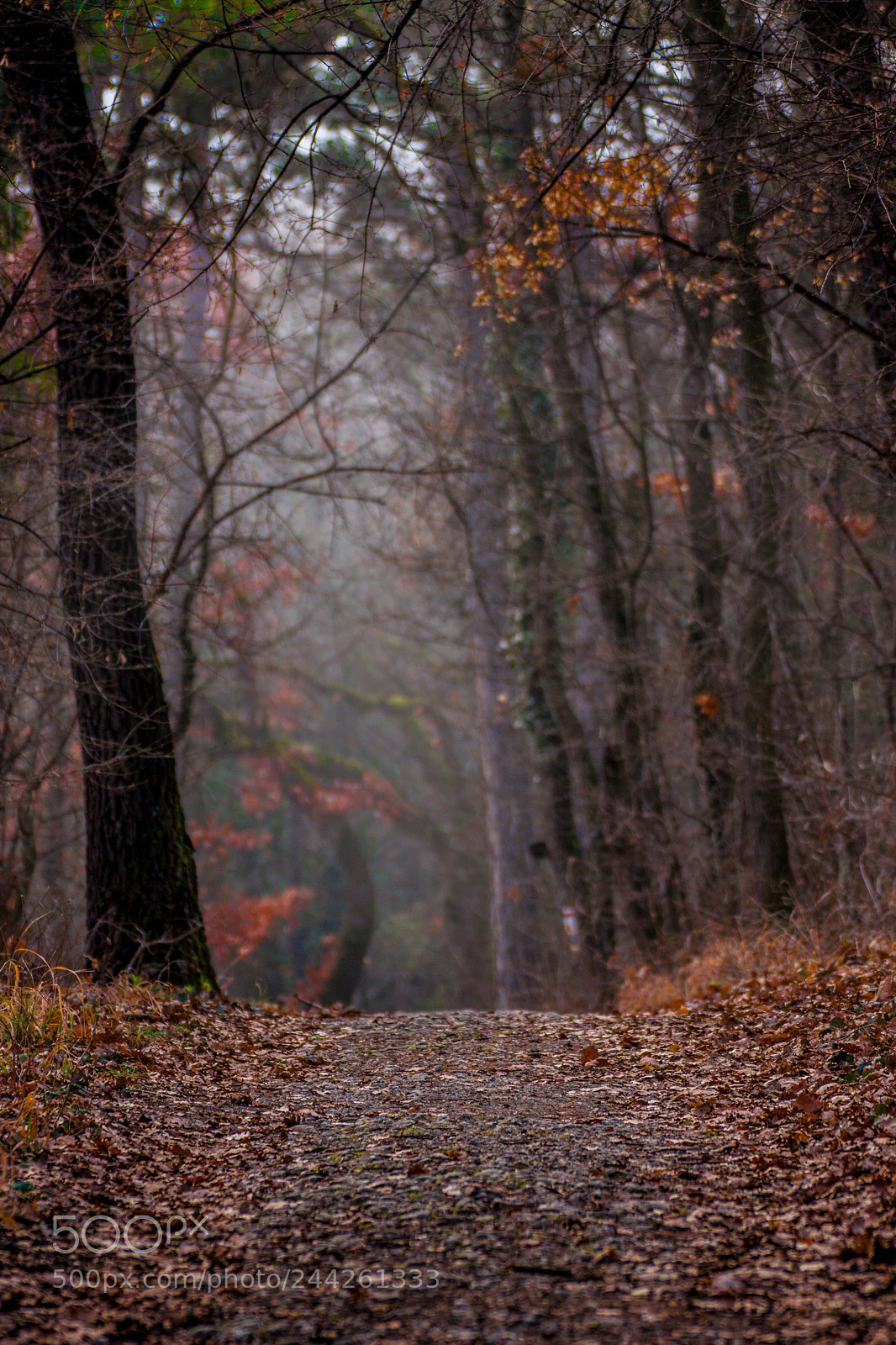 Canon EOS 50D sample photo. Misty forest road photography