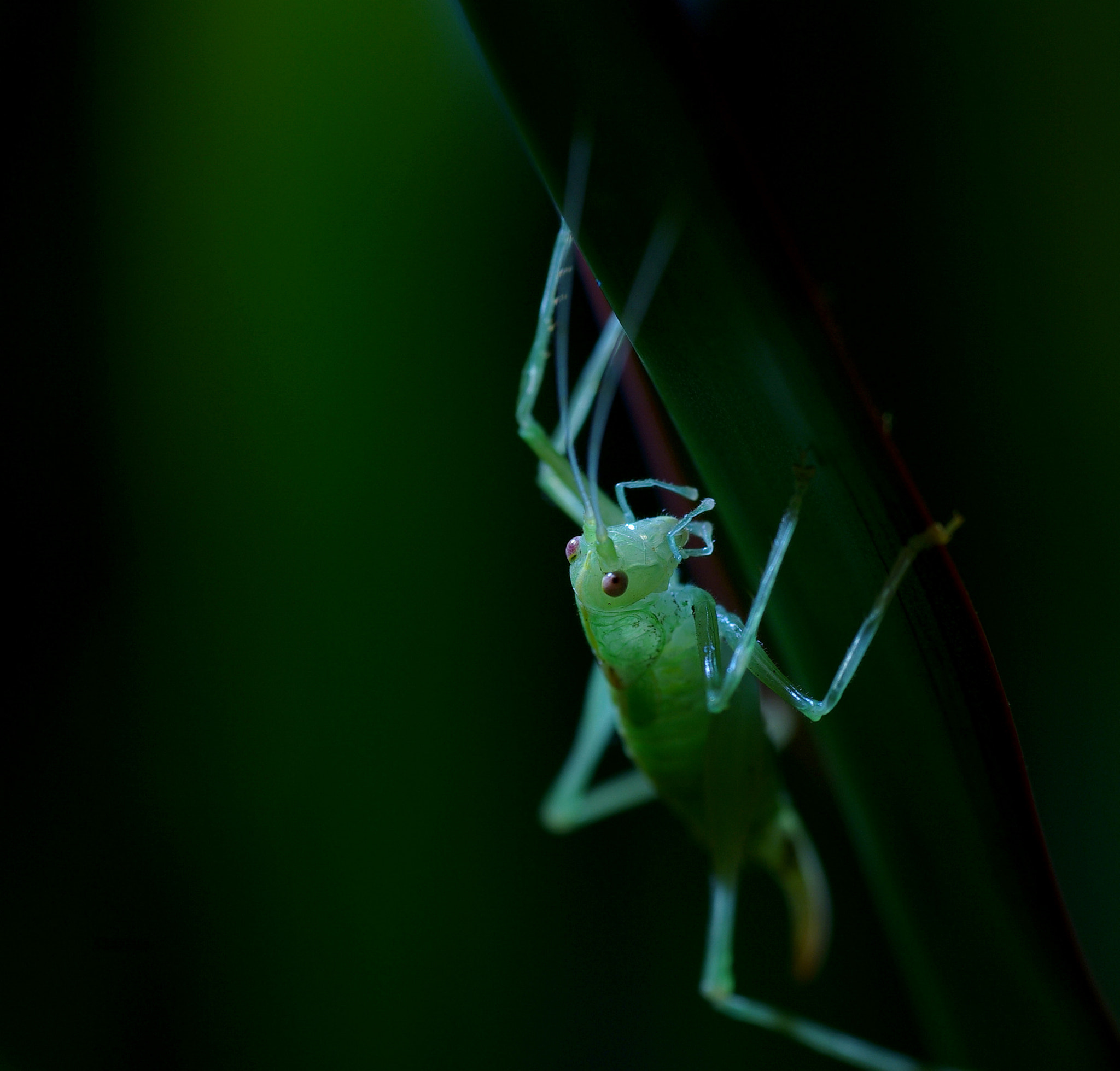 Pentax K10D + Tamron SP AF 90mm F2.8 Di Macro sample photo