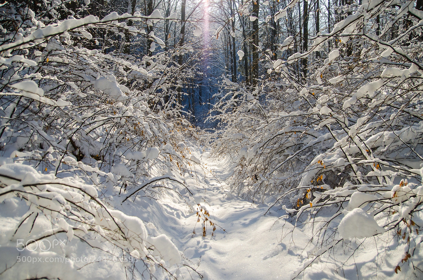 Nikon D5100 sample photo. Winter aftermath photography