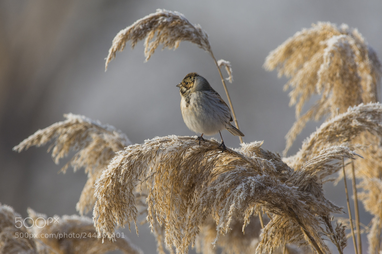 Nikon D7100 sample photo. Common reed bunting photography