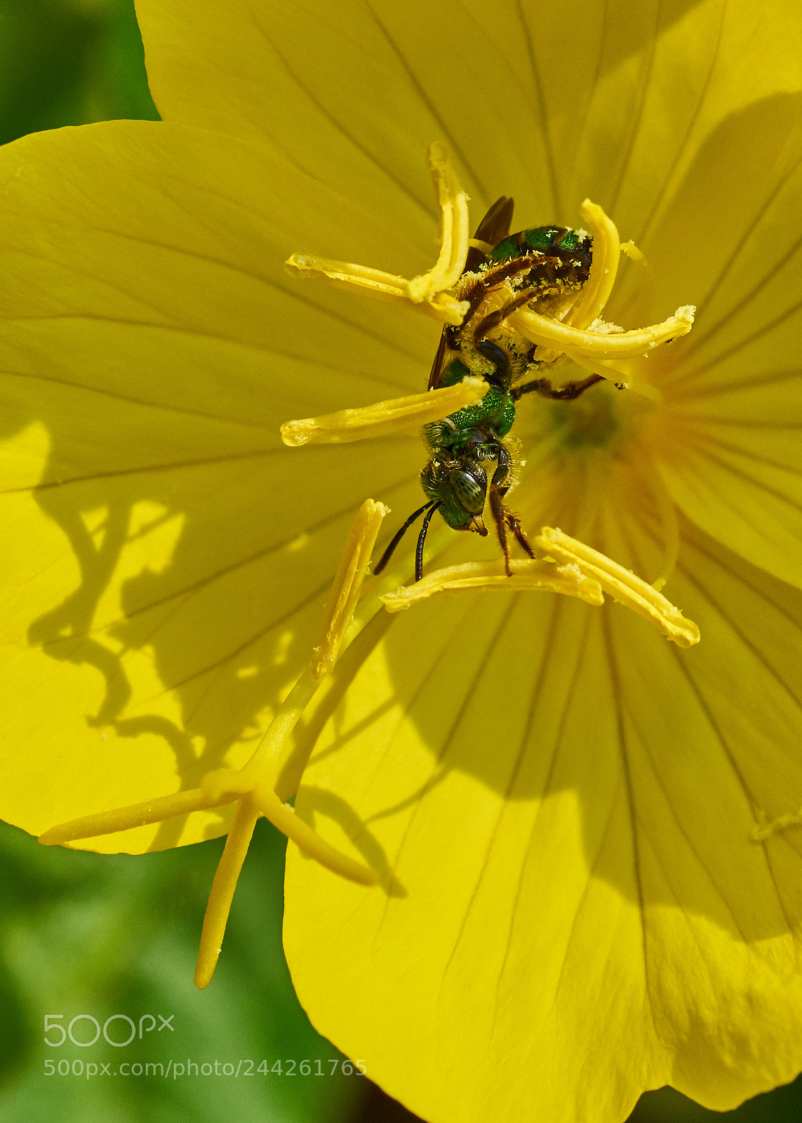 Sony a7R II sample photo. Sweat bee photography