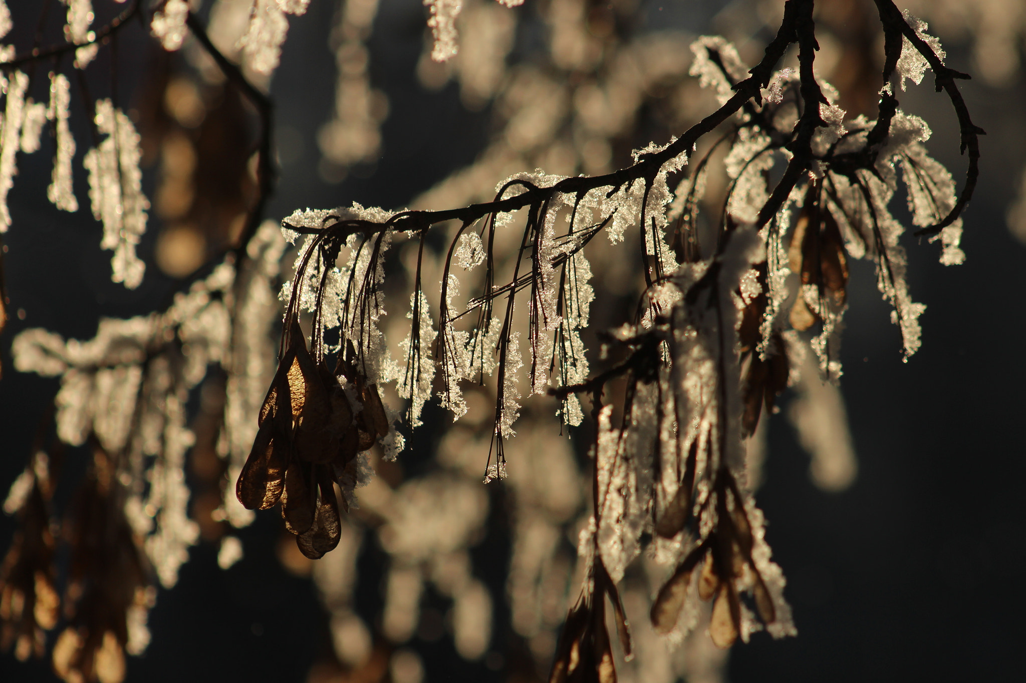 Canon EF 75-300mm f/4-5.6 USM sample photo. Nature in frost photography
