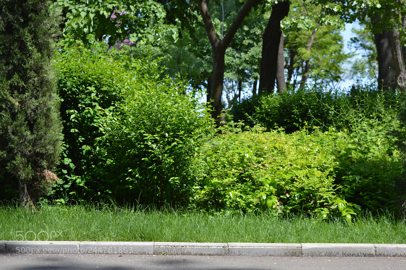 Nikon D3200 sample photo. Just green photography