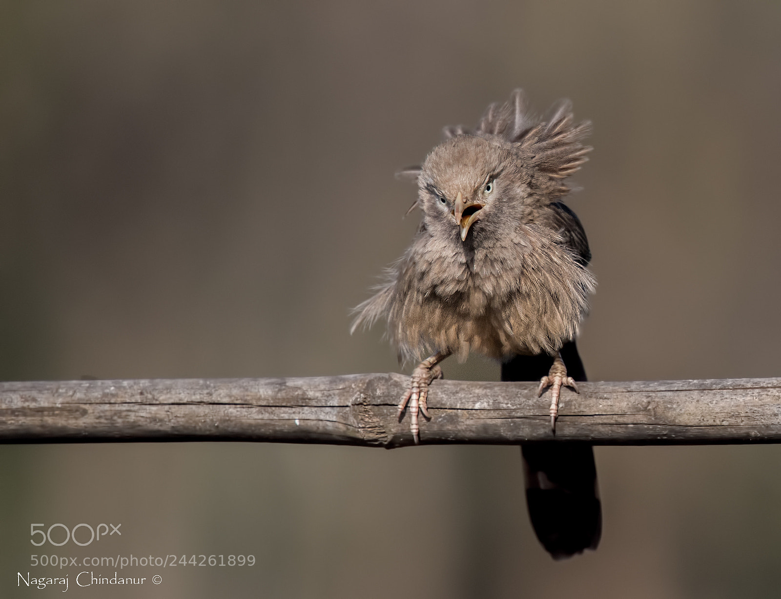 Nikon D5 sample photo. Angry bird photography