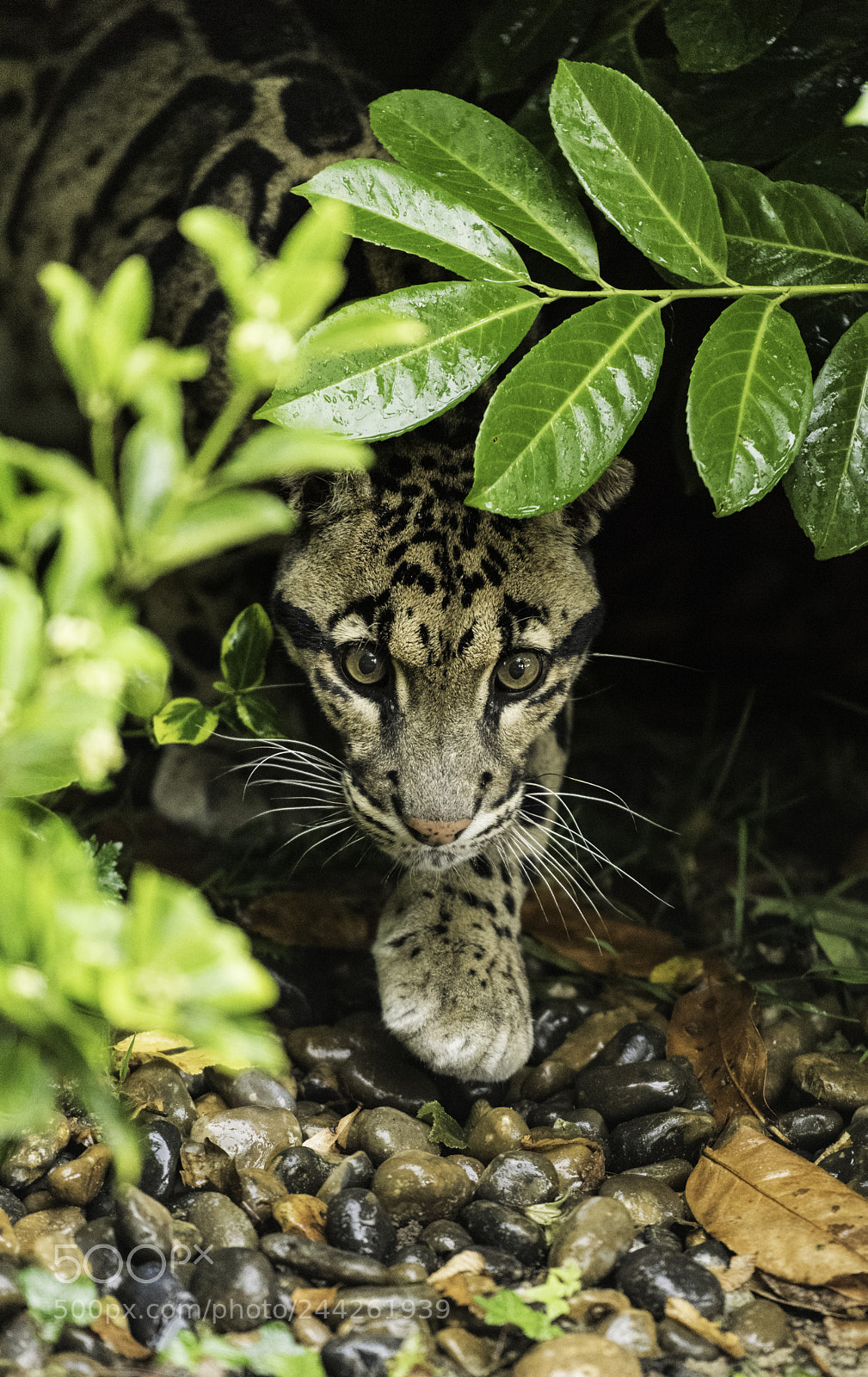 Nikon D810 sample photo. Clouded leopard series ii photography