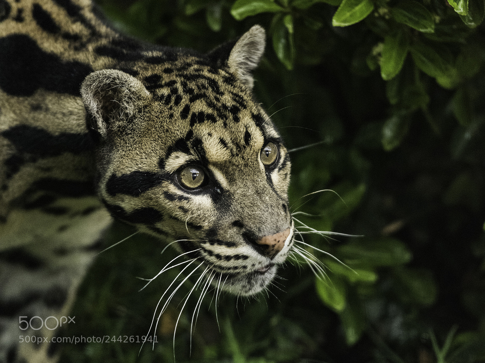 Nikon D810 sample photo. Clouded leopard series ii photography