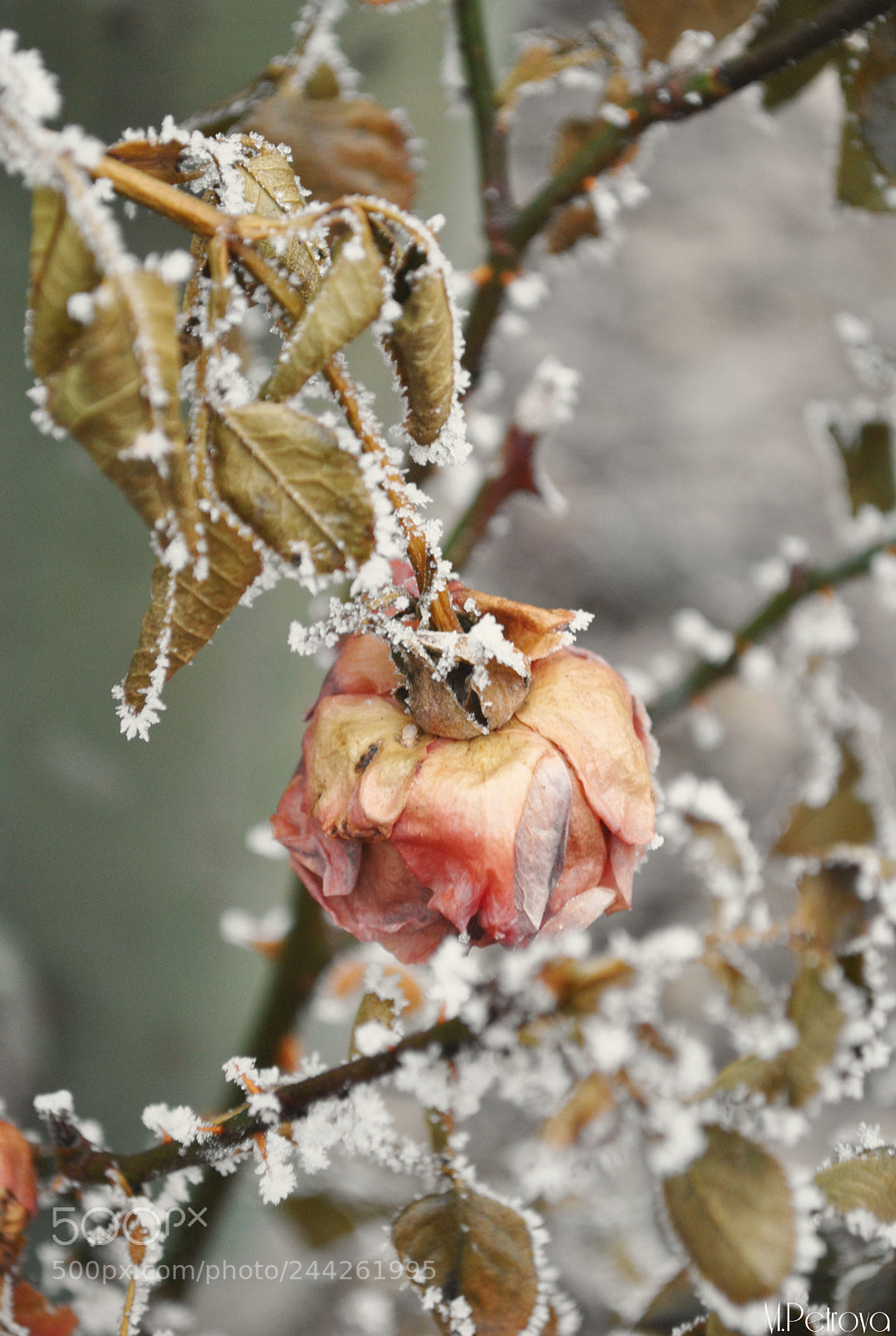 Nikon D3000 sample photo. Frozen beauty photography