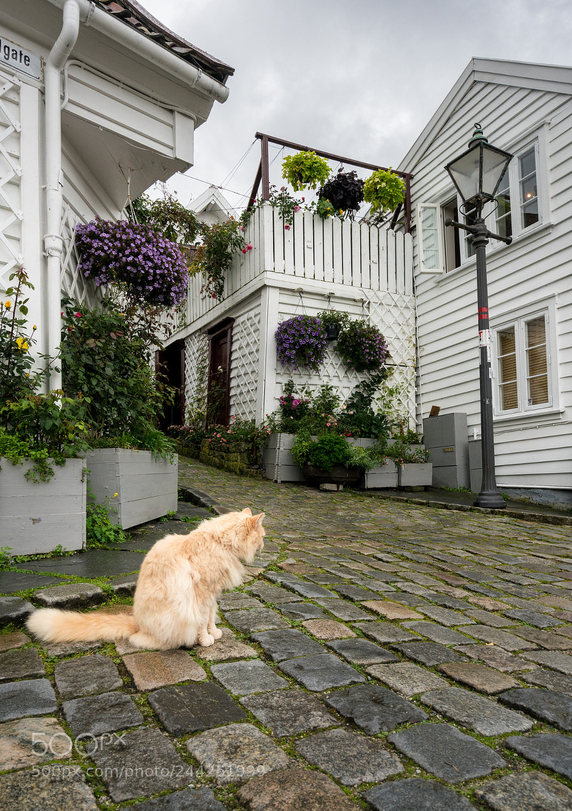 Sony a7R II sample photo. Narrow cobblestone street in photography