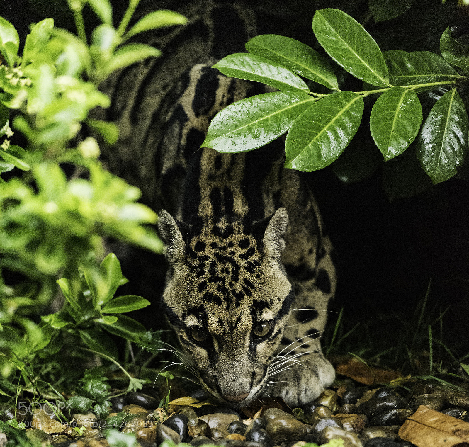 Nikon D810 sample photo. Clouded leopard series ii photography