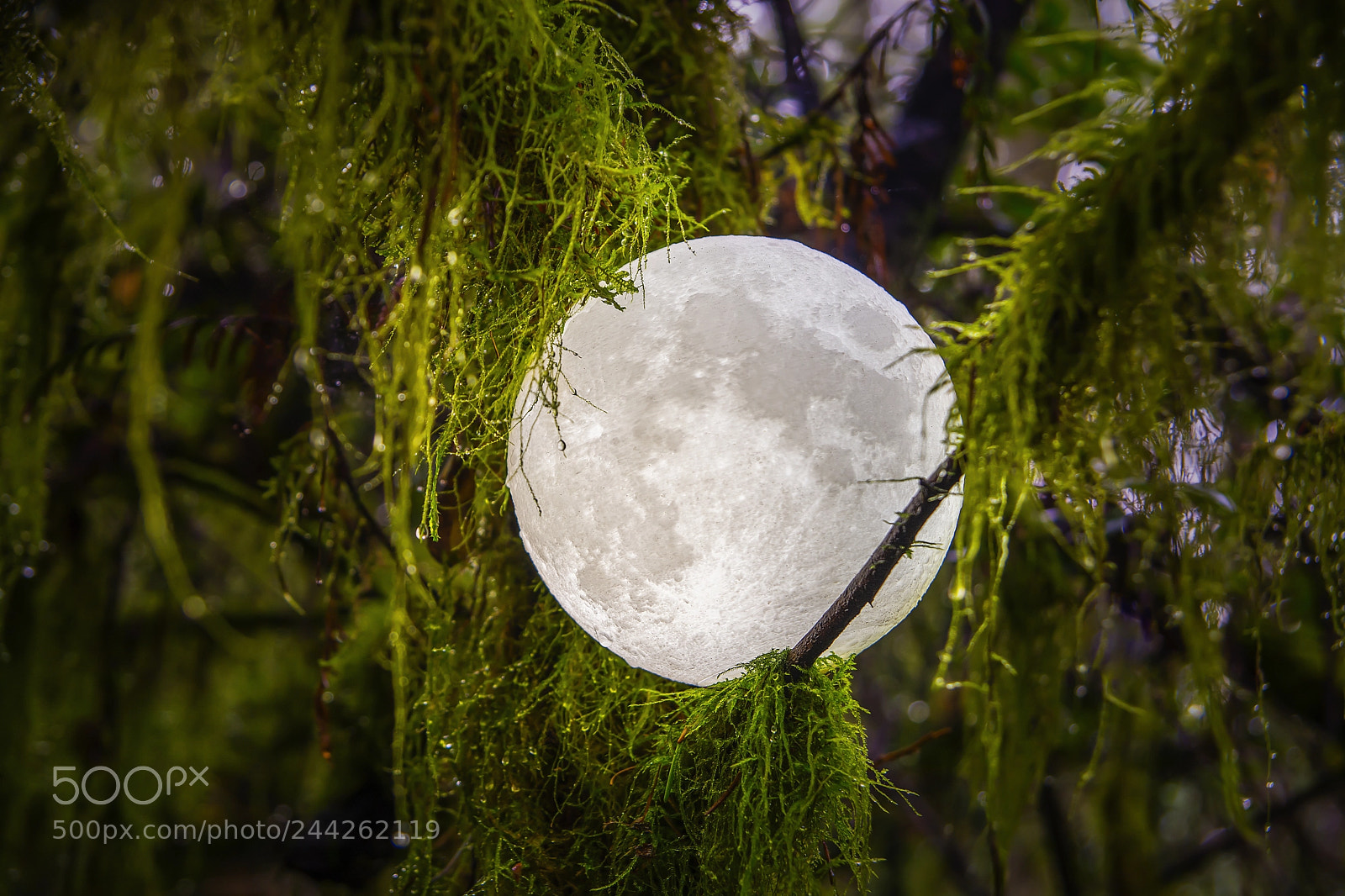 Nikon D7100 sample photo. Full moon on moss photography