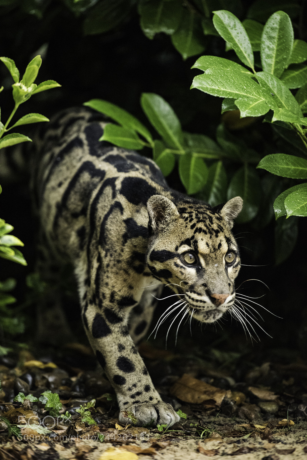 Nikon D810 sample photo. Clouded leopard series ii photography