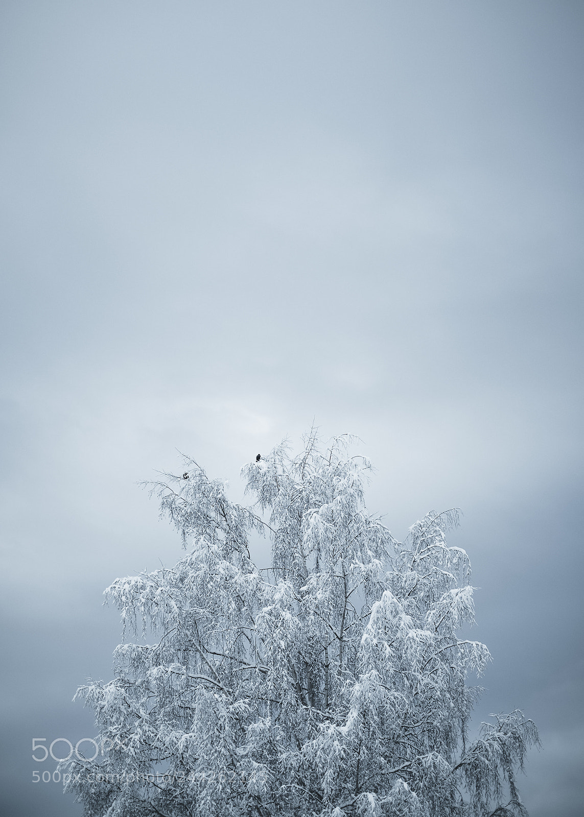 Fujifilm X-T2 sample photo. Frost photography