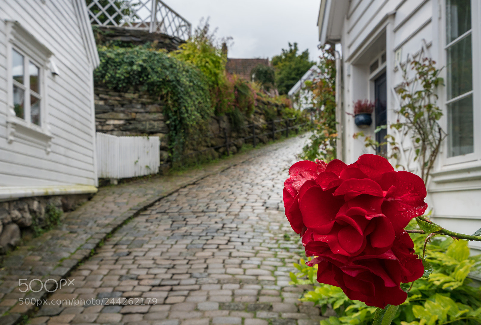 Sony a7R II sample photo. Red flower in front photography