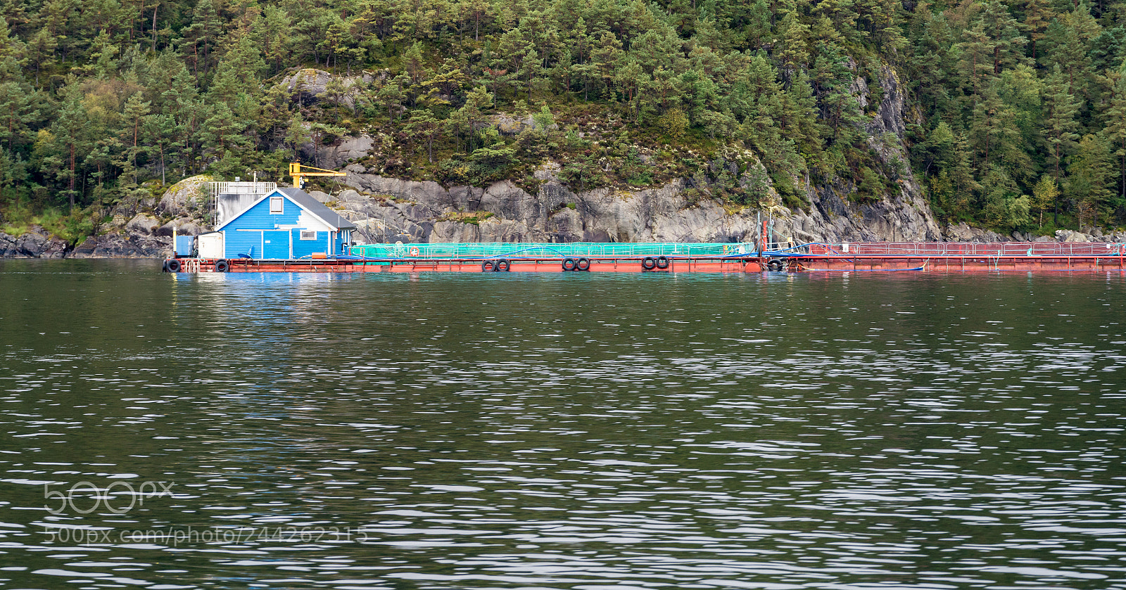 Sony a7R II sample photo. Norwegian industrial scale fish photography