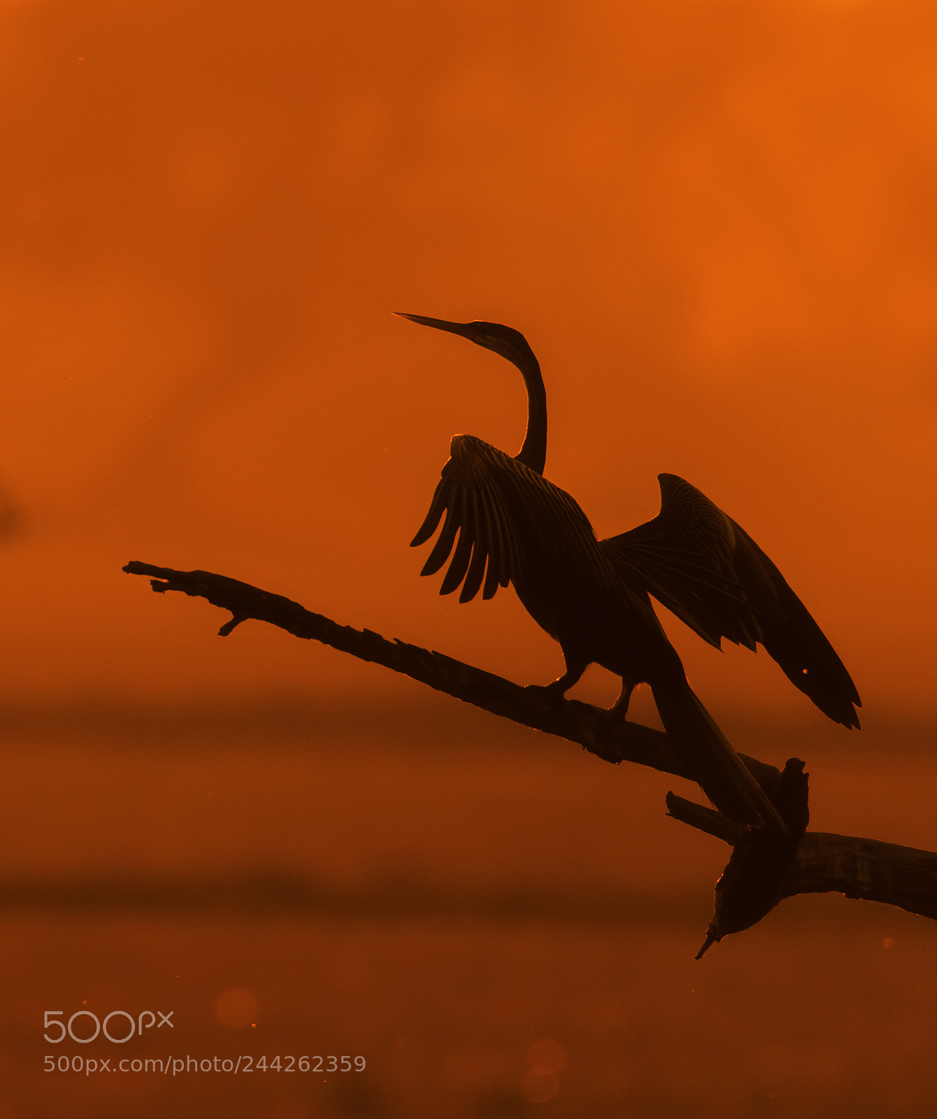 Nikon D500 sample photo. Snakebird photography