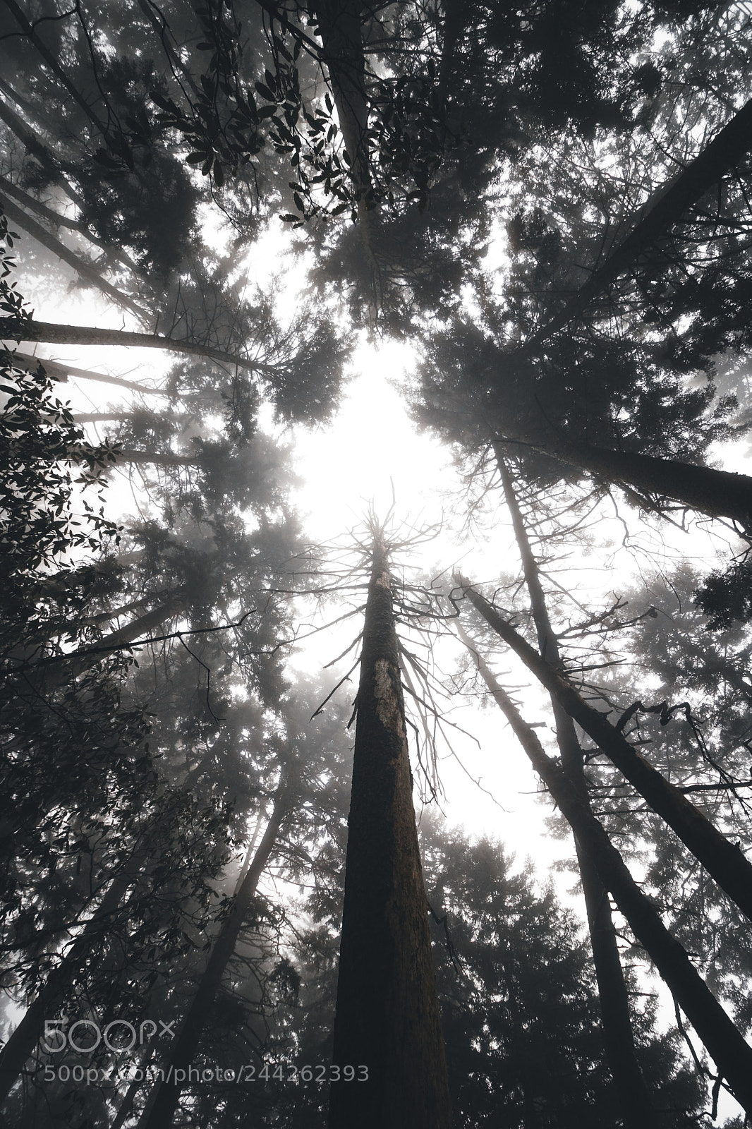 Canon EOS 750D (EOS Rebel T6i / EOS Kiss X8i) sample photo. Foggy trees photography