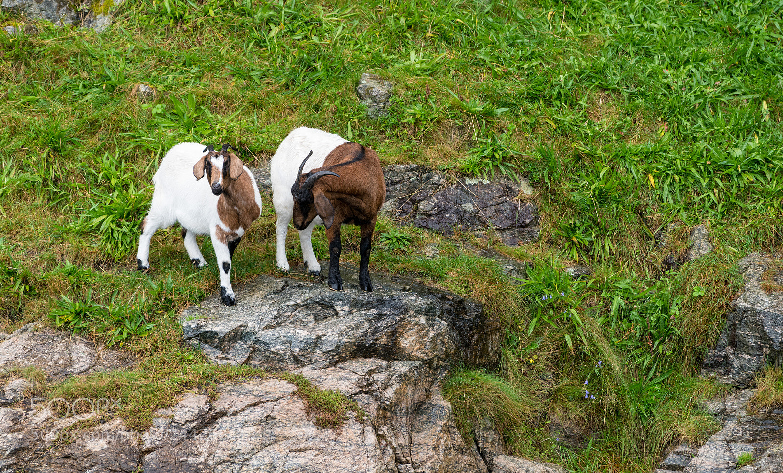 Sony a7R II sample photo. Pair of goats on photography