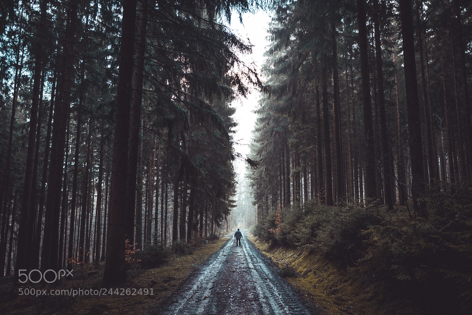 Sony a7R III sample photo. Forrest walk. photography