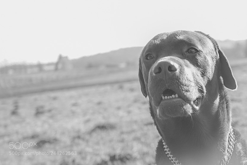 Sony a7 II sample photo. Labrador charlie b/w photography