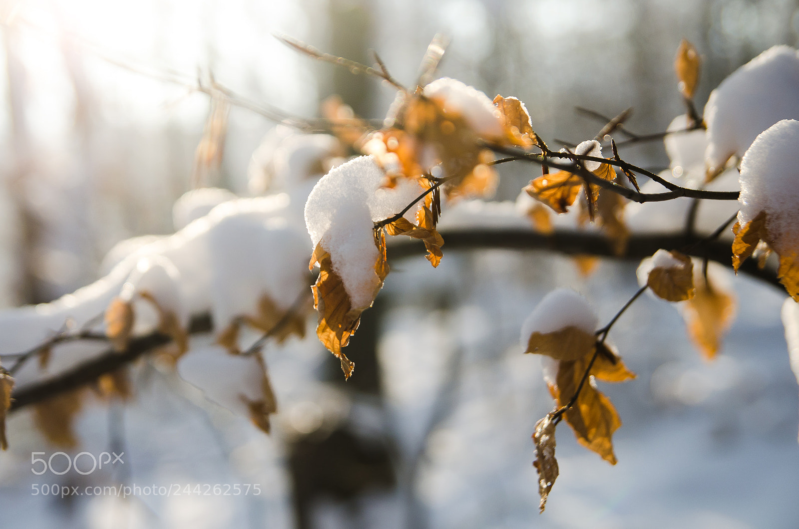 Nikon D5100 sample photo. Gently frozen photography