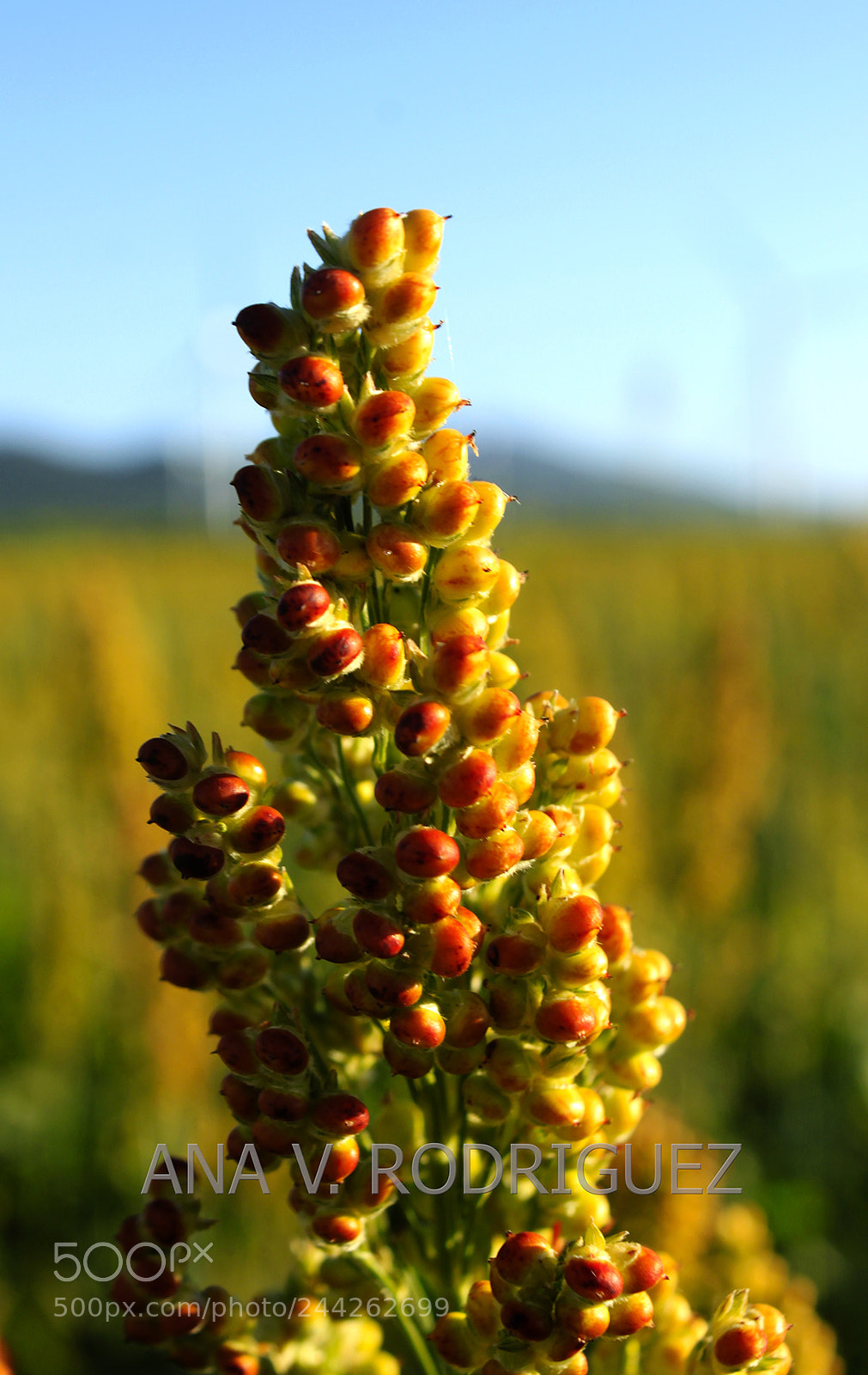 Canon EOS 500D (EOS Rebel T1i / EOS Kiss X3) sample photo. Sorgo i photography