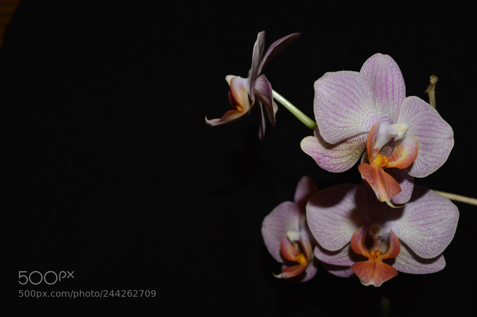 Nikon D3200 sample photo. The orchid flower from photography