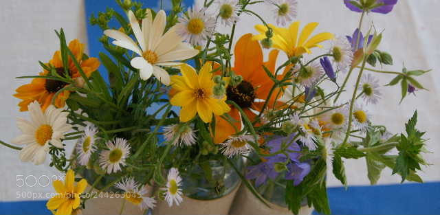 Sony Alpha DSLR-A300 sample photo. Sony dsc photography