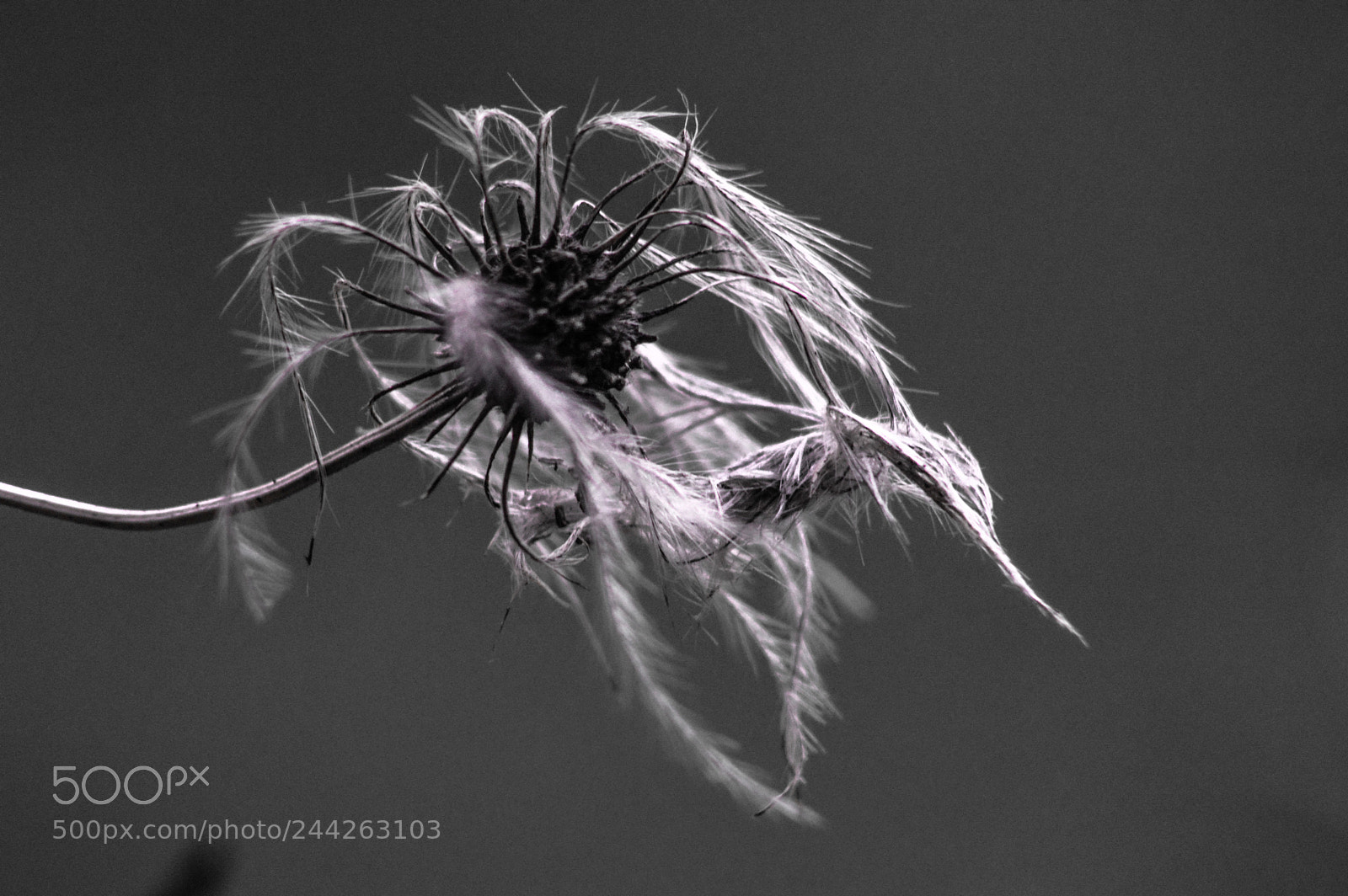 Nikon D3200 sample photo. Clematis seeds photography