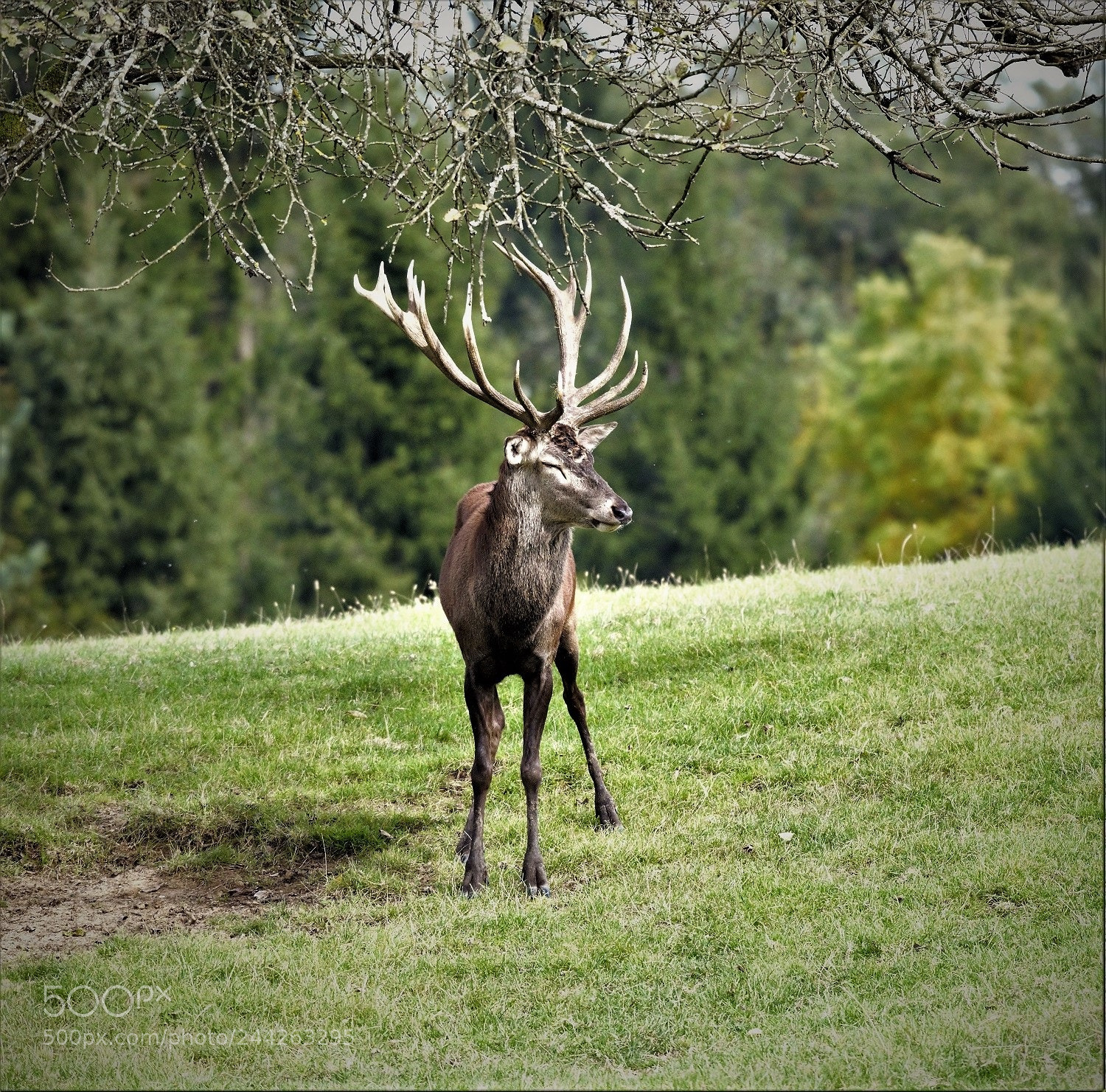 Nikon D800 sample photo. Deer(001) photography