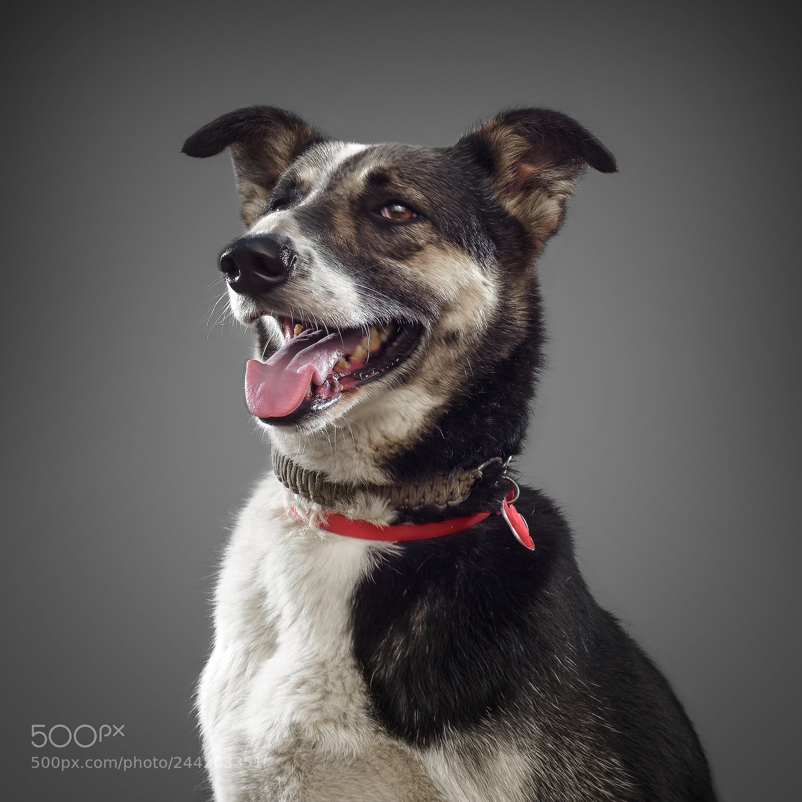 Nikon D810 sample photo. Portrait of dog from photography