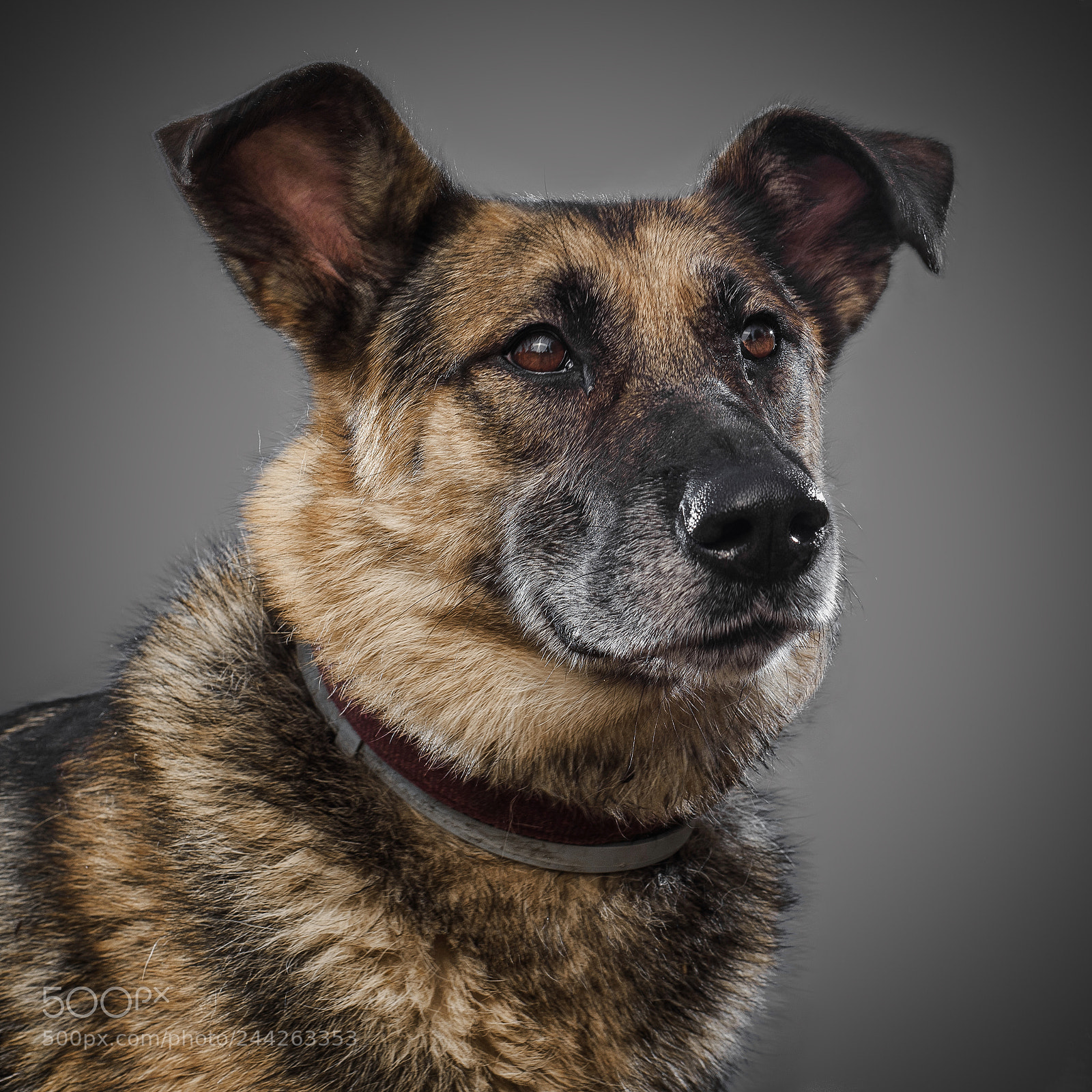 Nikon D810 sample photo. Portrait of dog from photography