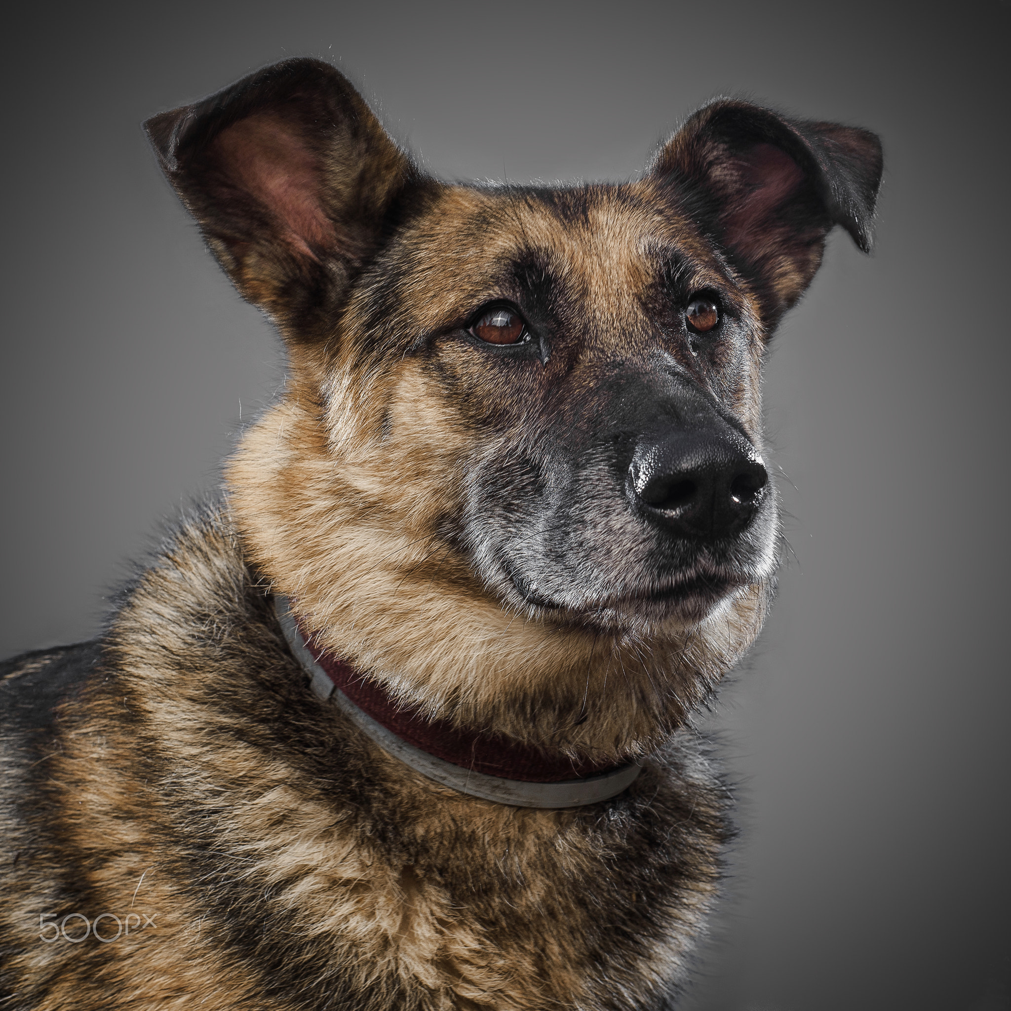 Portrait of dog from shelter