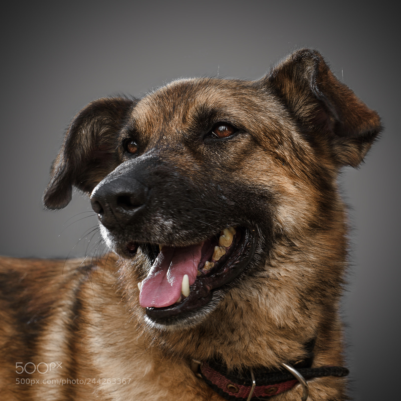 Nikon D810 sample photo. Portrait of dog from photography