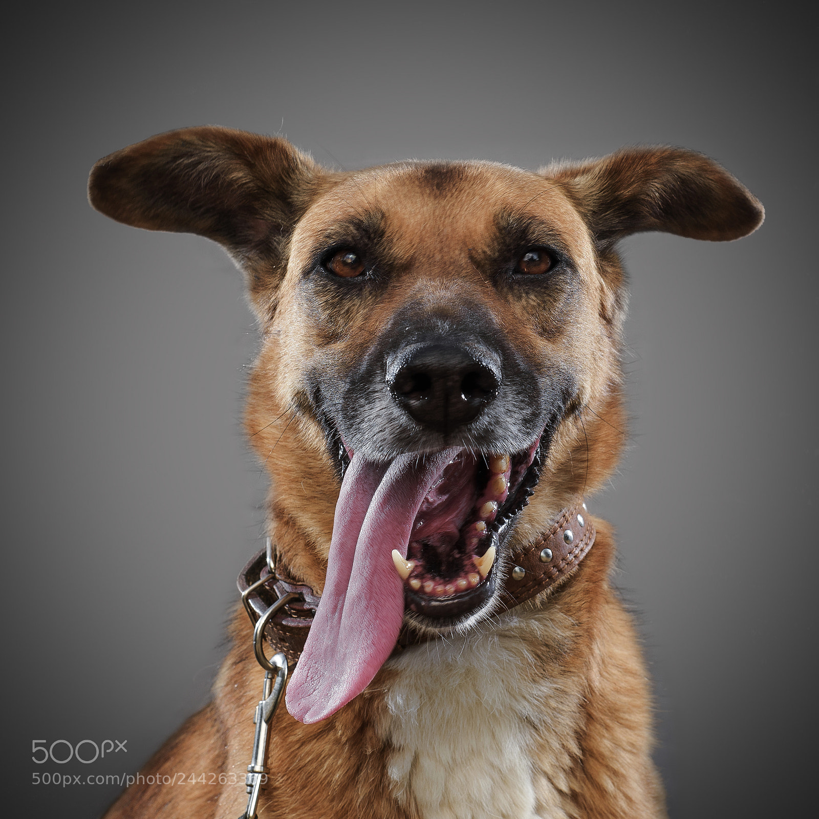 Nikon D810 sample photo. Portrait of dog from photography