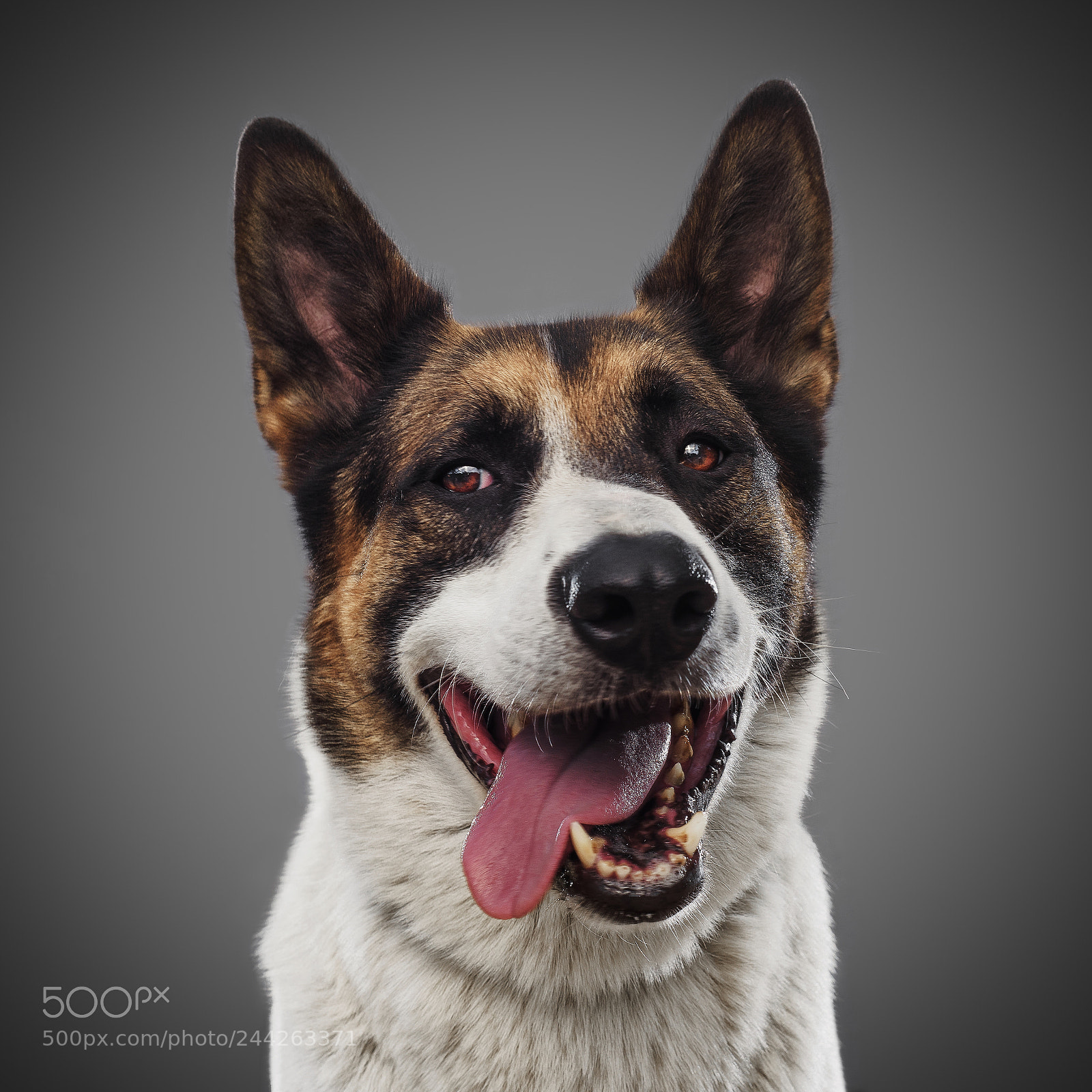 Nikon D810 sample photo. Portrait of dog from photography