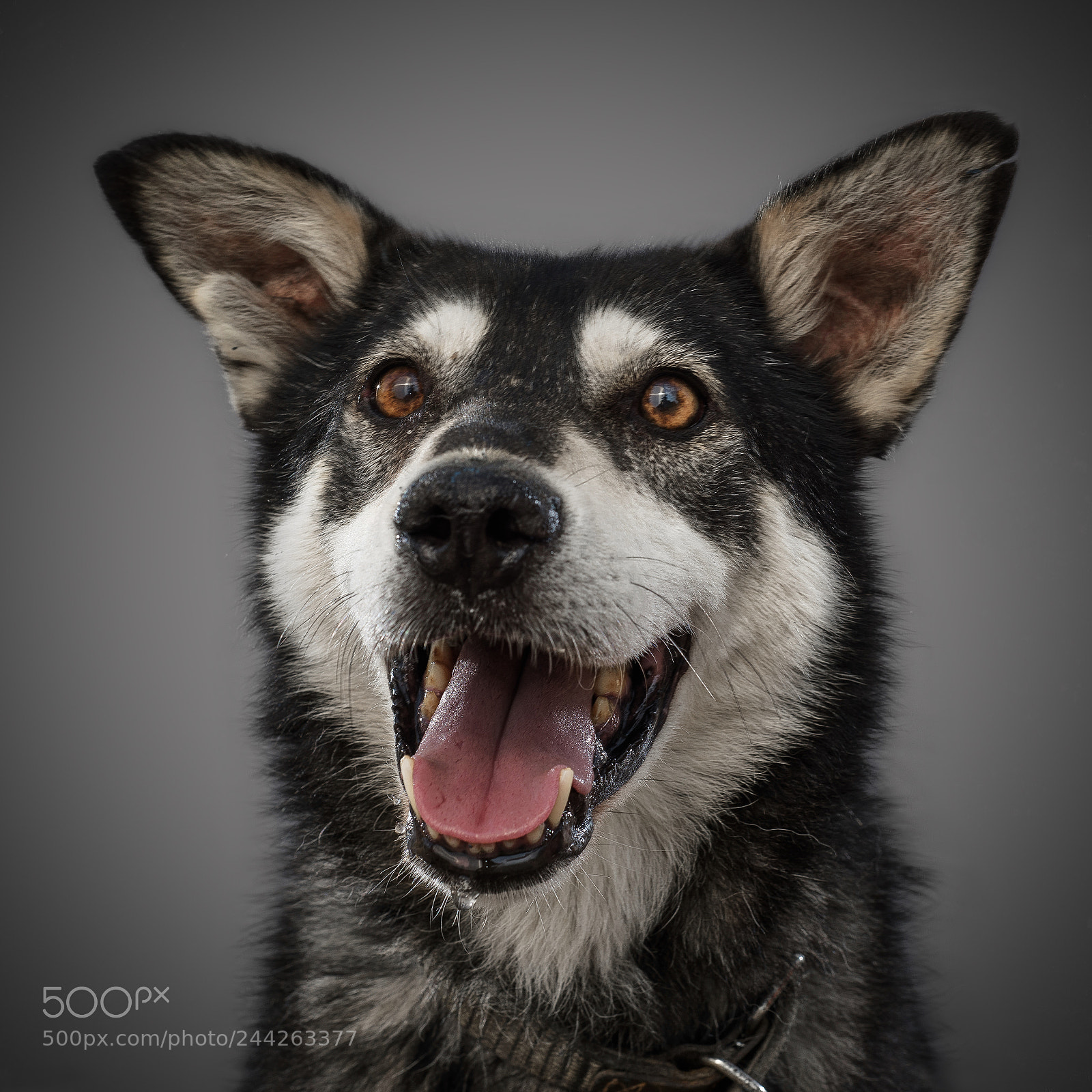Nikon D810 sample photo. Portrait of dog from photography
