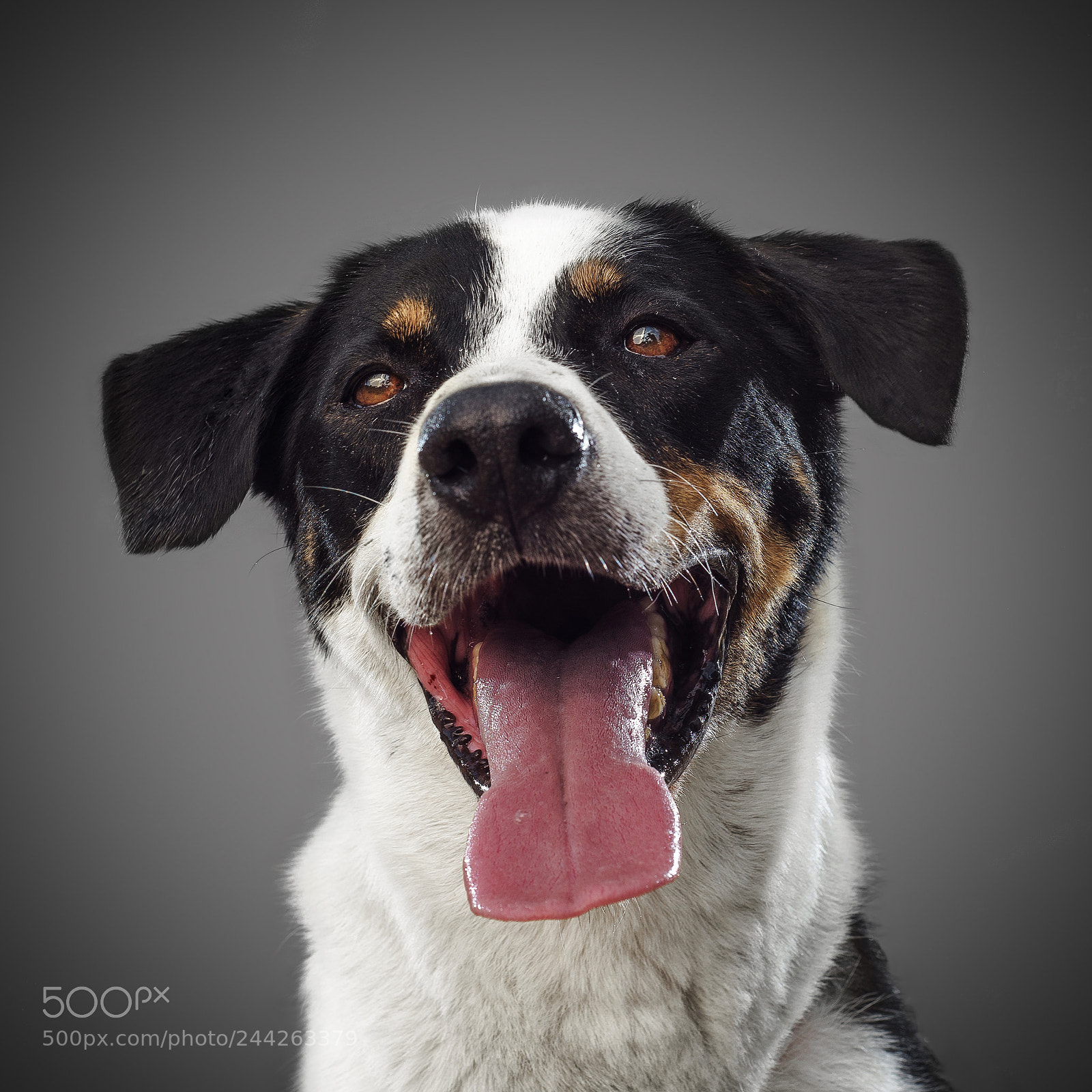 Nikon D810 sample photo. Portrait of dog from photography