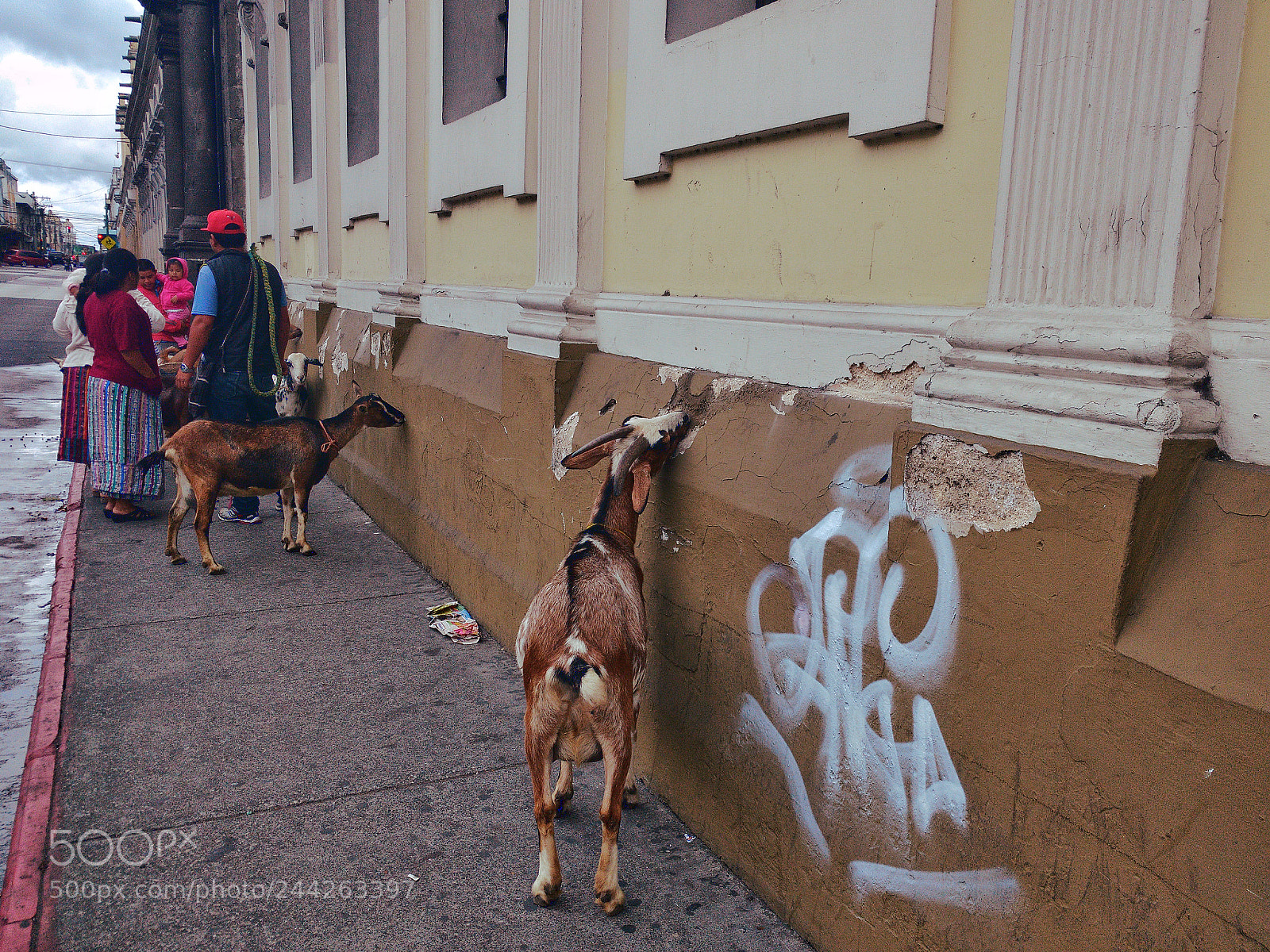 Motorola Moto X Play sample photo. Hungry goats photography