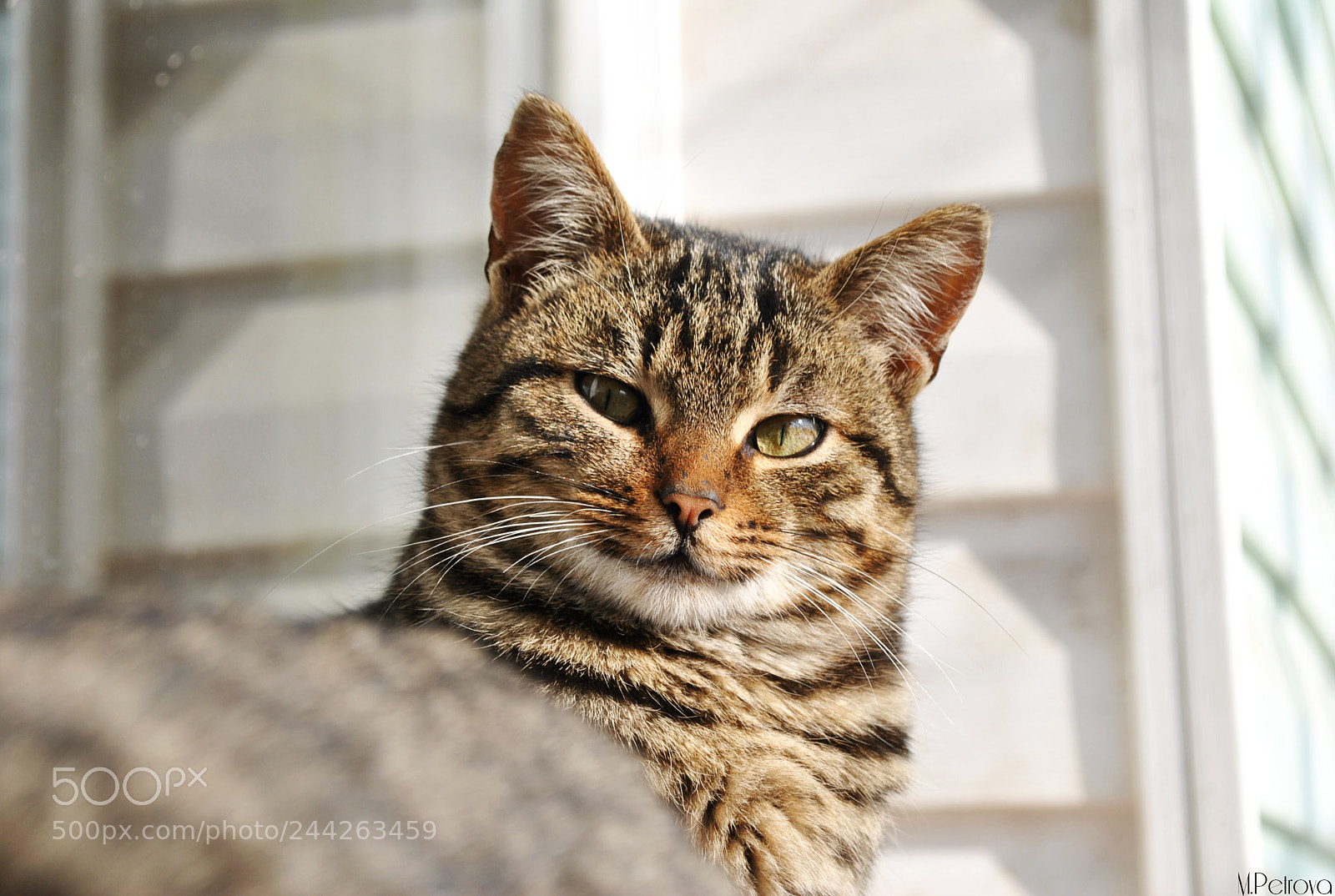 Nikon D3000 sample photo. You again? photography