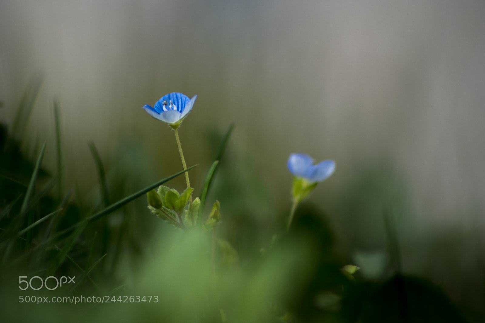 Sony ILCA-77M2 sample photo. Blausein photography