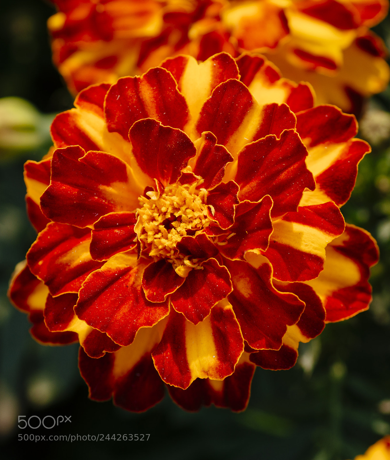 Nikon D3200 sample photo. Marigold photography