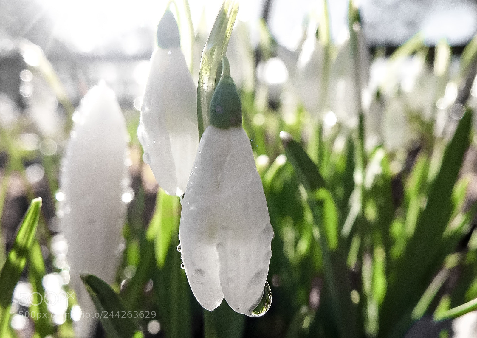 Fujifilm X10 sample photo. Snowdrops photography