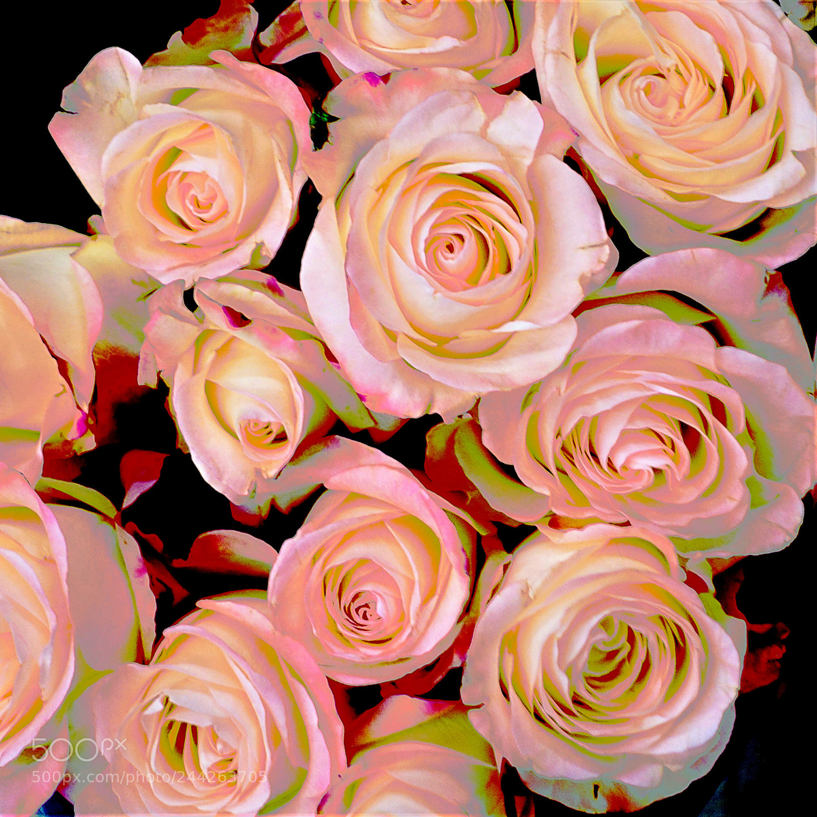 Sony Cyber-shot DSC-RX100 III sample photo. Dream roses photography